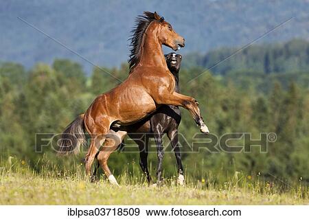 Stock Photo - Austrian Warmblood and a Morgan Horse stallion fighting. Fotosearch