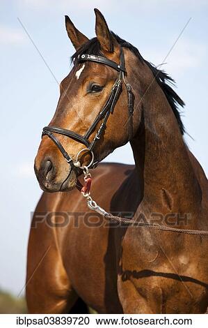 Stock Image - "Austrian Warmblood, Bay, bridle with snaffle and longeing strap, North Tyrol, Austria, Europe". Fotosearch