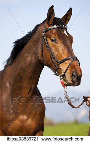 "Austrian Warmblood, Bay, bridle with snaffle and longeing strap, North Tyrol, Austria, Europe" View Large Photo Image Stock Image - "Austrian Warmblood, Bay, bridle with snaffle and longeing strap, North Tyrol, Austria, Europe". Fotosearch
