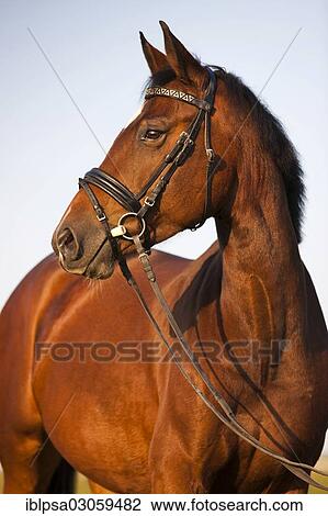 Stock Image - "Austrian Warmblood, bay horse, bridled, rubber snaffle". Fotosearch