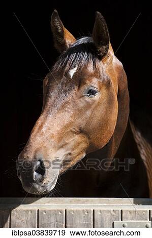 "Austrian Warmblood, Bay, looking out of box, North Tyrol, Austria, Europe" View Large Photo Image Stock Photo - "Austrian Warmblood, Bay, looking out of box, North Tyrol, Austria, Europe". Fotosearch
