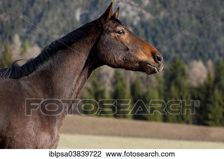 Stock Image - "Austrian Warmblood, Bay, portrait, curious, North Tyrol, Austria, Europe". Fotosearch