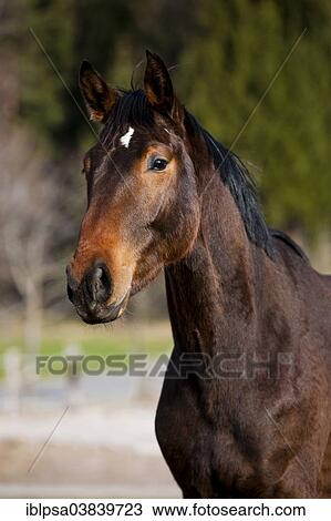 Stock Image - "Austrian Warmblood, Bay, portrait, curious, North Tyrol, Austria, Europe". Fotosearch