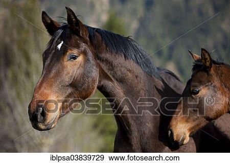 "Austrian Warmblood, Bay, portrait, with yearling, curious, North Tyrol, Austria, Europe" View Large Photo Image Stock Photo - "Austrian Warmblood, Bay, portrait, with yearling, curious, North Tyrol, Austria, Europe". Fotosearch