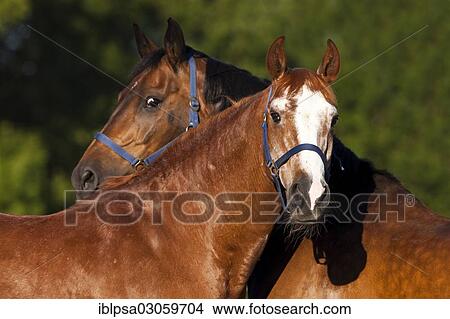 "Austrian Warmbloods, chestnut and bay horses" View Large Photo Image Picture - "Austrian Warmbloods, chestnut and bay horses". Fotosearch
