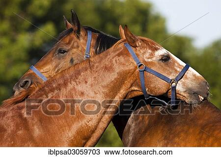 Stock Image - "Austrian Warmbloods, chestnut and bay horses, nuzzling each other". Fotosearch