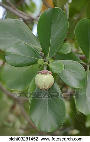 Stock Image - "Autograph Tree, Copey, Balsam Apple or Pitch-apple (Clusia major, Clusia rosea), fruit and leaves on the tree, Florida, United States, North America". Fotosearch
