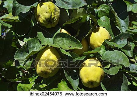 "Autumn apples, Chiemgau, Upper Bavaria, Bavaria, Germany, Europe" View Large Photo Image Stock Photograph - "Autumn apples, Chiemgau, Upper Bavaria, Bavaria, Germany, Europe". Fotosearch
