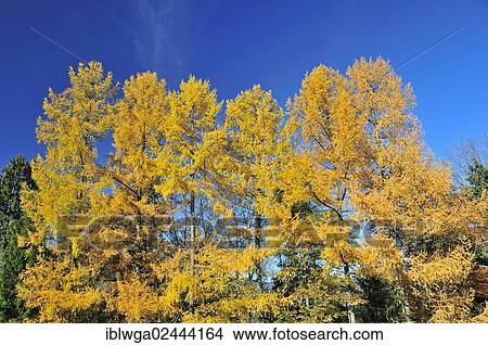 "Autumn colored larch (Larix), lookout point at Hofmannsruh, Oberstdorf, Allgaeu Alps, Upper Allgaeu region, Bavaria, Germany, Europe, PublicGround, Europe" View Large Photo Image Picture - "Autumn colored larch (Larix), lookout point at Hofmannsruh, Oberstdorf, Allgaeu Alps, Upper Allgaeu region, Bavaria, Germany, Europe, PublicGround, Europe". Fotosearch
