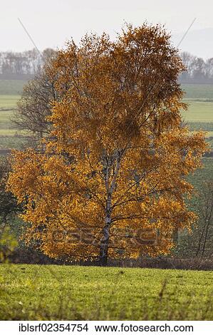 "Autumn coloured Birch (Betula), Fuldabrueck, Hesse, Germany, Europe" View Large Photo Image Picture - "Autumn coloured Birch (Betula), Fuldabrueck, Hesse, Germany, Europe". Fotosearch