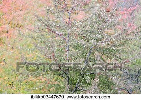 "Autumn coloured Cherry Trees (Prunus sp. ), Thale, Saxony-Anhalt, Germany, Europe" View Large Photo Image Stock Image - "Autumn coloured Cherry Trees (Prunus sp. ), Thale, Saxony-Anhalt, Germany, Europe". Fotosearch