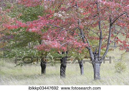 "Autumn coloured Cherry Trees (Prunus sp. ), Thale, Saxony-Anhalt, Germany, Europe" View Large Photo Image Stock Image - "Autumn coloured Cherry Trees (Prunus sp. ), Thale, Saxony-Anhalt, Germany, Europe". Fotosearch