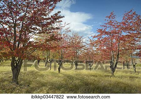 "Autumn coloured Cherry Trees (Prunus sp. ), Thale, Saxony-Anhalt, Germany, Europe" View Large Photo Image Stock Image - "Autumn coloured Cherry Trees (Prunus sp. ), Thale, Saxony-Anhalt, Germany, Europe". Fotosearch