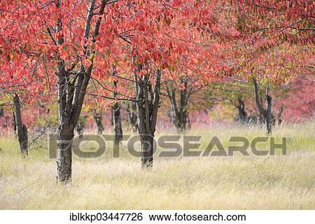 "Autumn coloured Cherry Trees (Prunus sp. ), Thale, Saxony-Anhalt, Germany, Europe" View Large Photo Image Stock Photograph - "Autumn coloured Cherry Trees (Prunus sp. ), Thale, Saxony-Anhalt, Germany, Europe". Fotosearch