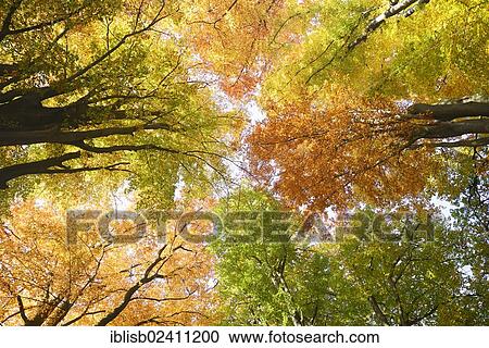 "Autumn coloured crowns of Beech (Fagus) trees, with backlighting, nature reserve of the ancient forest of Sababurg, Hesse, Germany, Europe" View Large Photo Image Stock Image - "Autumn coloured crowns of Beech (Fagus) trees, with backlighting, nature reserve of the ancient forest of Sababurg, Hesse, Germany, Europe". Fotosearch