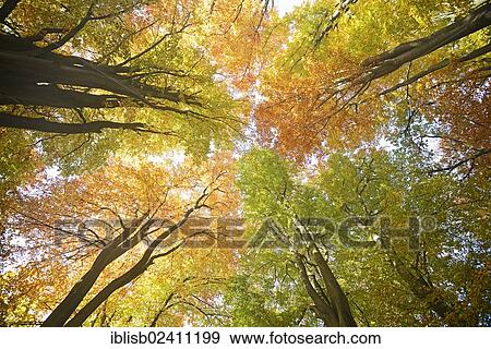 "Autumn coloured crowns of Beech (Fagus) trees, with backlighting, nature reserve of the ancient forest of Sababurg, Hesse, Germany, Europe" View Large Photo Image Stock Photo - "Autumn coloured crowns of Beech (Fagus) trees, with backlighting, nature reserve of the ancient forest of Sababurg, Hesse, Germany, Europe". Fotosearch
