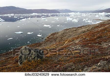 "Autumn-coloured foliage on the island of Sorte Oer in front of drifting icebergs, Rodefjord, Scoresbysund, Sermersooq, Greenland, North America" View Large Photo Image Stock Photo - "Autumn-coloured foliage on the island of Sorte Oer in front of drifting icebergs, Rodefjord, Scoresbysund, Sermersooq, Greenland, North America". Fotosearch