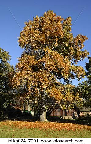 Autumn coloured Maple (Acer), Uetersen, Schleswig-Holstein, Germany, Europe, PublicGround, Europe View Large Photo Image Stock Image - Autumn coloured Maple (Acer), Uetersen, Schleswig-Holstein, Germany, Europe, PublicGround, Europe. Fotosearch