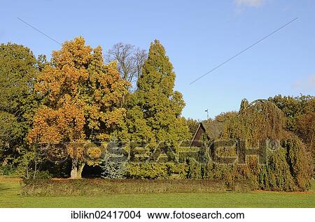 Autumn coloured trees, Uetersen, Schleswig-Holstein, Germany, Europe, PublicGround, Europe View Large Photo Image Picture - Autumn coloured trees, Uetersen, Schleswig-Holstein, Germany, Europe, PublicGround, Europe. Fotosearch