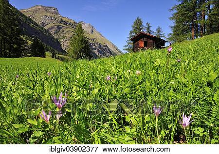 "Autumn Crocus (Colchicum autumnale) in front of a wooden cabin, Zermatt, Canton of Valais, Switzerland, Europe" View Large Photo Image Stock Photo - "Autumn Crocus (Colchicum autumnale) in front of a wooden cabin, Zermatt, Canton of Valais, Switzerland, Europe". Fotosearch