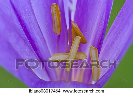 "Autumn Crocus (Colchicum autumnale), Austria, Europe" View Large Photo Image Picture - "Autumn Crocus (Colchicum autumnale), Austria, Europe". Fotosearch