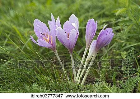 "Autumn Crocus (Colchicum autumnale), Burgenland, Austria, Europe" View Large Photo Image Stock Photo - "Autumn Crocus (Colchicum autumnale), Burgenland, Austria, Europe". Fotosearch