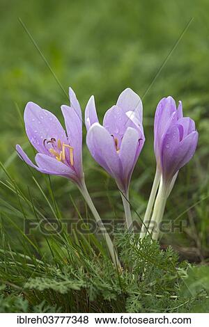 Stock Photo - "Autumn Crocus (Colchicum autumnale), Burgenland, Austria, Europe". Fotosearch