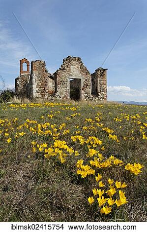 Autumn Daffodil, Lily-of-the-field or Yellow Autumn Crocus (Sternbergia lutea) in front of the ruins of a chapel of a large farm, Gallina, Val d'Orcia, Orcia Valley, UNESCO World Cultural Heritage Site, Tuscany region, province of Siena, Italy, Europe View Large Photo Image Picture - Autumn Daffodil, Lily-of-the-field or Yellow Autumn Crocus (Sternbergia lutea) in front of the ruins of a chapel of a large farm, Gallina, Val d'Orcia, Orcia Valley, UNESCO World Cultural Heritage Site, Tuscany region, province of Siena, Italy, Europe. Fotosearch