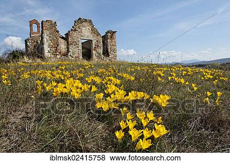 Autumn Daffodil, Lily-of-the-field or Yellow Autumn Crocus (Sternbergia lutea) in front of the ruins of a chapel of a large farm, Gallina, Val d'Orcia, Orcia Valley, UNESCO World Cultural Heritage Site, Tuscany region, province of Siena, Italy, Europe View Large Photo Image Stock Photo - Autumn Daffodil, Lily-of-the-field or Yellow Autumn Crocus (Sternbergia lutea) in front of the ruins of a chapel of a large farm, Gallina, Val d'Orcia, Orcia Valley, UNESCO World Cultural Heritage Site, Tuscany region, province of Siena, Italy, Europe. Fotosearch