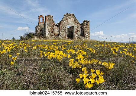 Autumn Daffodil, Lily-of-the-field or Yellow Autumn Crocus (Sternbergia lutea) in front of the ruins of a chapel of a large farm, Gallina, Val d'Orcia, Orcia Valley, UNESCO World Cultural Heritage Site, Tuscany region, province of Siena, Italy, Europe View Large Photo Image Stock Photography - Autumn Daffodil, Lily-of-the-field or Yellow Autumn Crocus (Sternbergia lutea) in front of the ruins of a chapel of a large farm, Gallina, Val d'Orcia, Orcia Valley, UNESCO World Cultural Heritage Site, Tuscany region, province of Siena, Italy, Europe. Fotosearch
