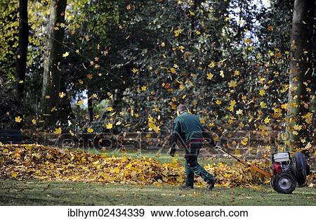 "Autumn foliage being collected with a leaf blower, Duesseldorf, North Rhine-Westphalia, Germany, Europe" View Large Photo Image Stock Photo - "Autumn foliage being collected with a leaf blower, Duesseldorf, North Rhine-Westphalia, Germany, Europe". Fotosearch