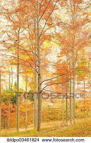 "Autumn forest, Grosses Hollental, Rax. Northern Limestone Alps, Lower Austria, Austria, Europe" View Large Photo Image Picture - "Autumn forest, Grosses Hollental, Rax. Northern Limestone Alps, Lower Austria, Austria, Europe". Fotosearch