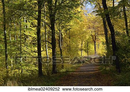 "Autumn forest in Hainich National Park, Thuringia, Germany, Europe" View Large Photo Image Stock Image - "Autumn forest in Hainich National Park, Thuringia, Germany, Europe". Fotosearch