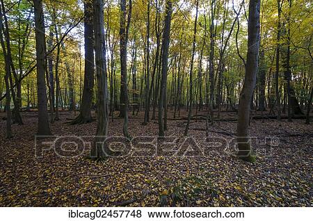 Stock Photo - "Autumn forest, Moenchbruch Nature Reserve, Hesse, Germany, Europe". Fotosearch