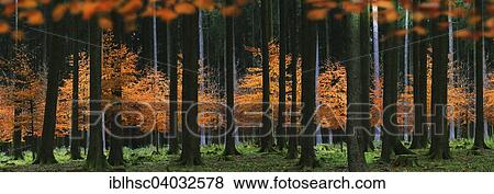 "Autumn forest with beech trees, panoramic view" View Large Photo Image Stock Photo - "Autumn forest with beech trees, panoramic view". Fotosearch