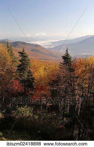 Autumn forest with fog, Mount Washington, New Hampshire, USA View Large Photo Image Stock Photo - Autumn forest with fog, Mount Washington, New Hampshire, USA. Fotosearch