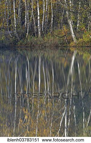 "Autumn forest with its reflection in a lake, Haren, Emsland, Lower Saxony, Germany, Europe" View Large Photo Image Stock Image - "Autumn forest with its reflection in a lake, Haren, Emsland, Lower Saxony, Germany, Europe". Fotosearch