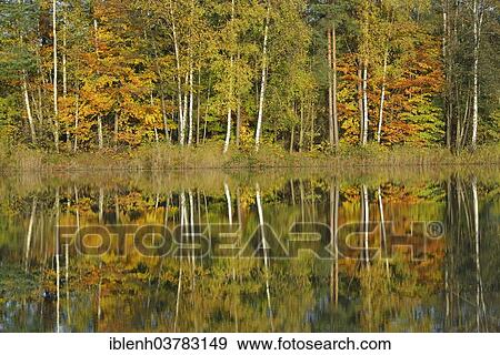 "Autumn forest with its reflection in a lake, Haren, Emsland, Lower Saxony, Germany, Europe" View Large Photo Image Stock Photo - "Autumn forest with its reflection in a lake, Haren, Emsland, Lower Saxony, Germany, Europe". Fotosearch