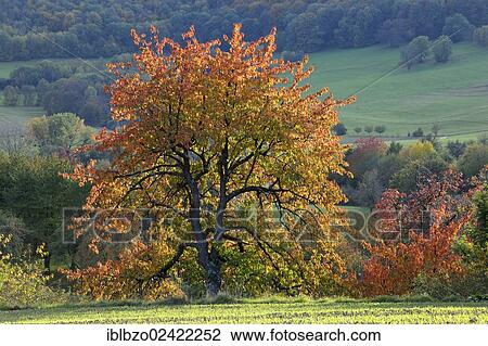 Autumn in the Biosphere Reserve Swabian Alb, autumn meadow with scattered fruit trees, Baden-Wuerttemberg, Germany, Europe View Large Photo Image Stock Image - Autumn in the Biosphere Reserve Swabian Alb, autumn meadow with scattered fruit trees, Baden-Wuerttemberg, Germany, Europe. Fotosearch