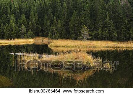 Picture - "Autumn in the Naturschutzgebiet Kleiner Arbersee nature reserve, Bavarian Forest, Lohberg, Bavaria, Germany, Europe". Fotosearch