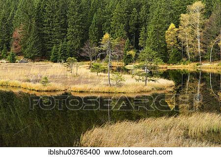 Stock Image - "Autumn in the Naturschutzgebiet Kleiner Arbersee nature reserve, Bavarian Forest, Lohberg, Bavaria, Germany, Europe". Fotosearch