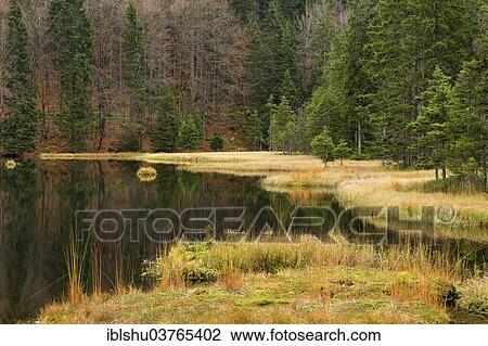 "Autumn in the Naturschutzgebiet Kleiner Arbersee nature reserve, Bavarian Forest, Lohberg, Bavaria, Germany, Europe" View Large Photo Image Stock Image - "Autumn in the Naturschutzgebiet Kleiner Arbersee nature reserve, Bavarian Forest, Lohberg, Bavaria, Germany, Europe". Fotosearch