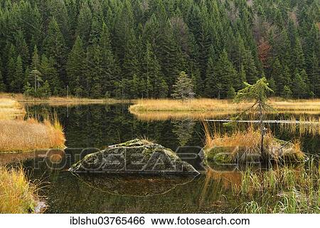 Stock Photograph - "Autumn in the Naturschutzgebiet Kleiner Arbersee nature reserve, Bavarian Forest, Lohberg, Bavaria, Germany, Europe". Fotosearch
