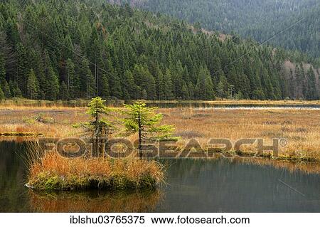 Stock Photography - "Autumn in the Naturschutzgebiet Kleiner Arbersee nature reserve, Bavarian Forest, Lohberg, Bavaria, Germany, Europe". Fotosearch