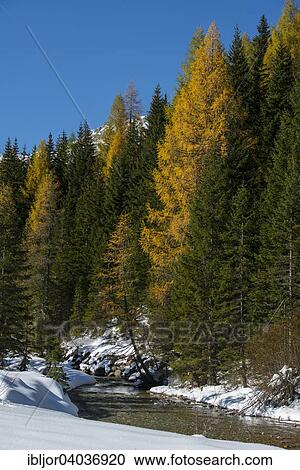 "Autumn in the Park Riedingtal nature park, autumn colours, larches, first snow, Riedingbach, Zederhaus, Lungau, Salzburg, Austria, Europe" View Large Photo Image Stock Image - "Autumn in the Park Riedingtal nature park, autumn colours, larches, first snow, Riedingbach, Zederhaus, Lungau, Salzburg, Austria, Europe". Fotosearch