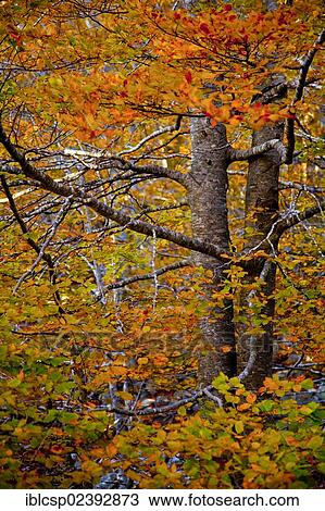 "Autumn landscape in a deciduous forest, Montseny, Catalonia, Spain, Europe" View Large Photo Image Stock Image - "Autumn landscape in a deciduous forest, Montseny, Catalonia, Spain, Europe". Fotosearch