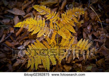 "Autumn landscape in a deciduous forest, Montseny, Catalonia, Spain, Europe" View Large Photo Image Stock Photography - "Autumn landscape in a deciduous forest, Montseny, Catalonia, Spain, Europe". Fotosearch