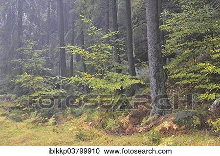 "Autumn landscape in Kirnischtal valley, Saxon Switzerland, Ottendorf, Saxony, Germany, Europe" View Large Photo Image Stock Image - "Autumn landscape in Kirnischtal valley, Saxon Switzerland, Ottendorf, Saxony, Germany, Europe". Fotosearch
