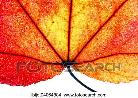 "Autumn leaf, American sweetgum (Liquidambar styraciflua)" View Large Photo Image Picture - "Autumn leaf, American sweetgum (Liquidambar styraciflua)". Fotosearch