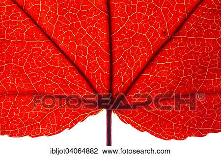 "Autumn leaf, American sweetgum (Liquidambar styraciflua)" View Large Photo Image Stock Image - "Autumn leaf, American sweetgum (Liquidambar styraciflua)". Fotosearch